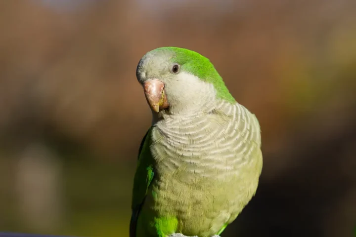 Cotorra Argentina