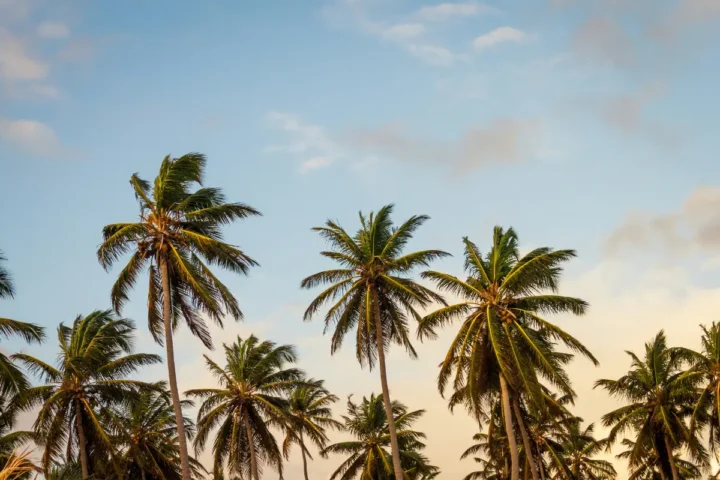 Palmeras al atardecer