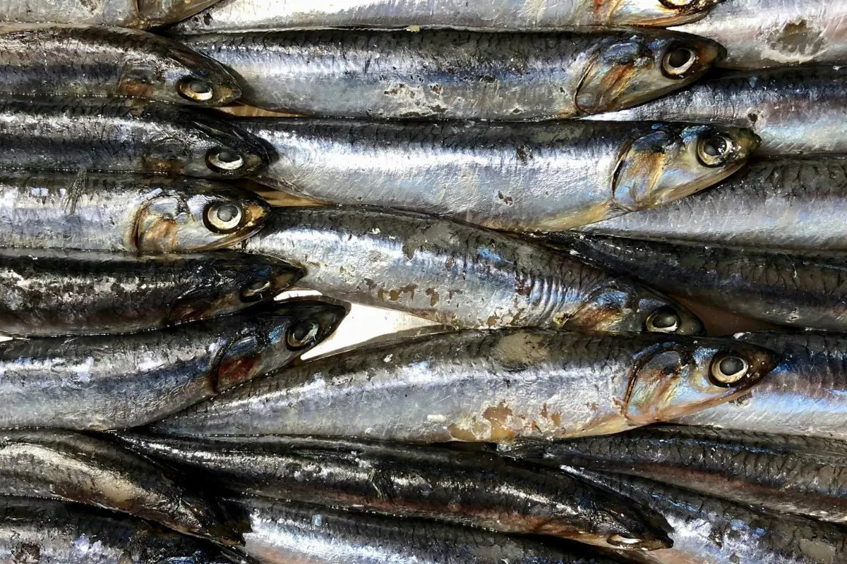 Sardinas malagueñas